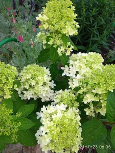 IMG_20210723_063600.jpg