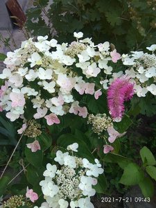 IMG_20210721_094356.jpg