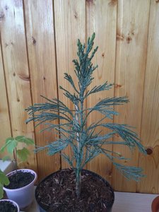 IMG_20210726_194309_846.jpg