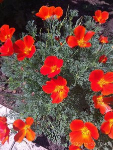 IMG_20210628_104044.jpg