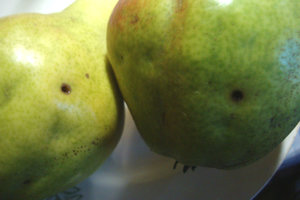 груш с точ.jpg