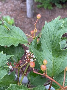 748AD69E-D238-4A37-8661-EFE1014A0CED.jpeg