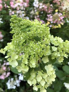D287D7BB-15F8-4FC5-80A6-50C12C995DC3.jpeg
