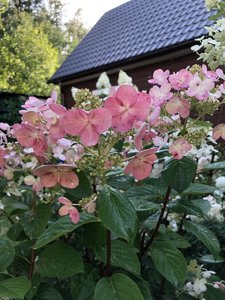 51CA7929-8A25-4EC0-A8FA-288A50D571EC.jpeg