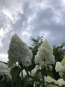 E9760F54-6397-472F-96BE-D529481FD944.jpeg