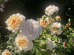 740E7AC1-F42B-4D4F-8C60-AA146B2E66F5.jpeg