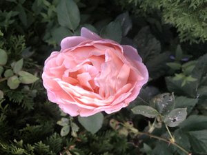 FE3D0727-7438-476C-89FD-1B495C5E4D04.jpeg