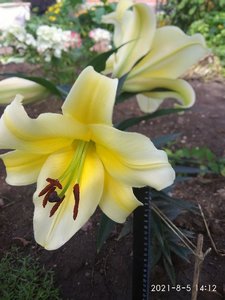 IMG_20210805_141209.jpg