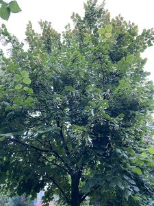5D1AEA55-F0FC-4A66-A403-CEA2AEC5015D.jpeg