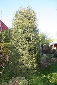 IMG_9751.JPG