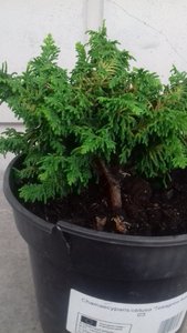 кипарисовик какой-то1.jpg