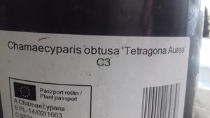 кипарисовик какой-то3.jpg