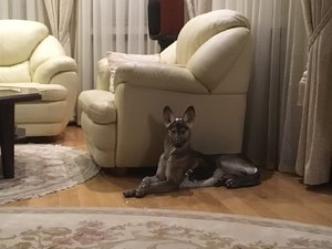 A0EF5BD7-AD45-4F11-8610-1E08C029E0DE.jpeg