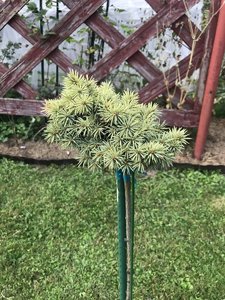 A9419064-63B1-4DE6-BDEB-2339DF53DA2E.jpeg