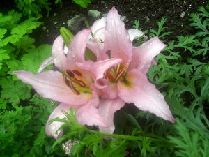 Лилия гибридная Восточная _Souvenir_ Lilium x hybridum _Souvenir_l_souvenir2.jpg