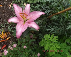 Участок № 1 28.09.2016 (8) Восточная _Souvenir_ Lilium x hybridum _Souvenir_l_souvenir ф.jpg