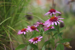 IMG_3419.JPG