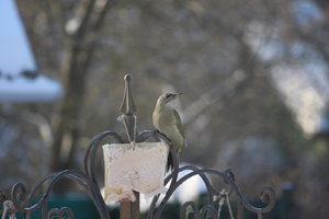 IMG_3335.JPG