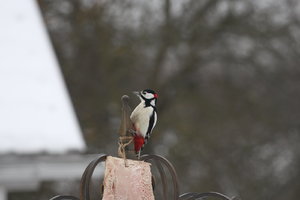 IMG_8088.JPG