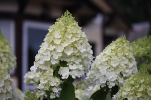 IMG_4217.JPG