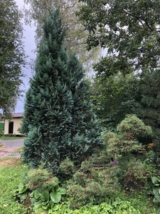 IMG_1135.JPG