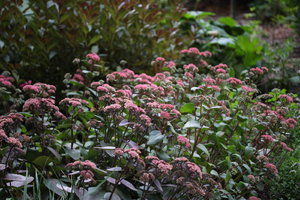 IMG_5350.JPG
