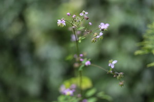 IMG_5280.JPG