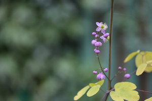 IMG_5285.JPG