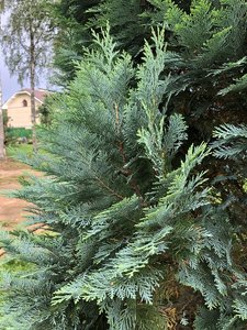 IMG_1137.JPG