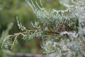 IMG_9408.JPG