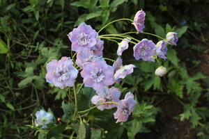 IMG_6615.JPG