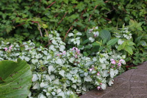 IMG_5496.JPG