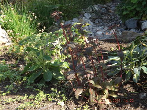2021.08.27 Уч № 1 Sedum ’FROSTY MORN’,  Sedum ’Purple Emperor’_  DSCF3909.JPG