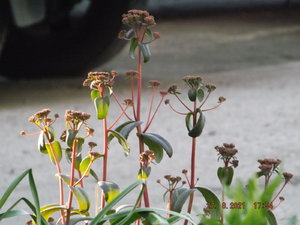 2021.08.27 Уч № 1  Sedum ’Purple Emperor’_  DSCF3983.JPG