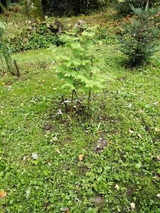 IMG_20210830_124929.jpg