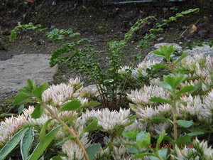 2021.08.27 Уч № 2 Athyrium filix-femina Frizelliae_  DSCF3967.JPG