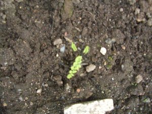 2018.09.08 Athyrium filix-femina Frizelliae_ CIMG3272.JPG