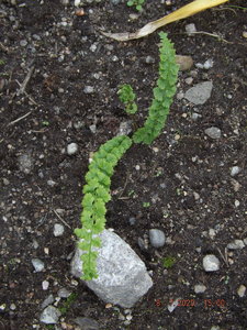 2020.07.08 Уч № 2 Athyrium filix-femina Frizelliae Кочедыжник жен._ DSCF8333.JPG