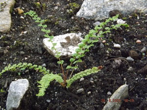 DSCF9031.JPG