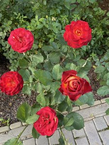 F9939207-BCBA-460E-B8F3-385B7B9601DA.jpeg