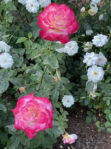 3791CF30-7036-4703-BF2C-FE9F7EC5F8D3.jpeg