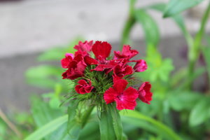 IMG_6786.JPG
