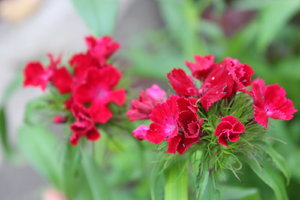 IMG_6788.JPG