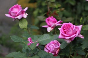 IMG_9339.JPG
