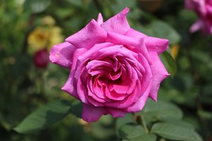 IMG_9425.JPG