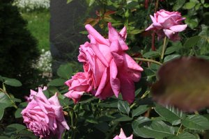 IMG_9436.JPG