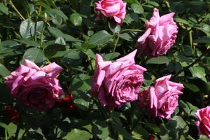 IMG_9448.JPG