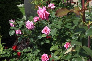 IMG_9444.JPG
