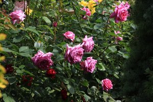 IMG_9418.JPG