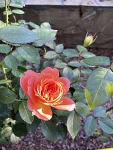 E70547BC-36AC-4018-8CCD-200BA800AF55.jpeg